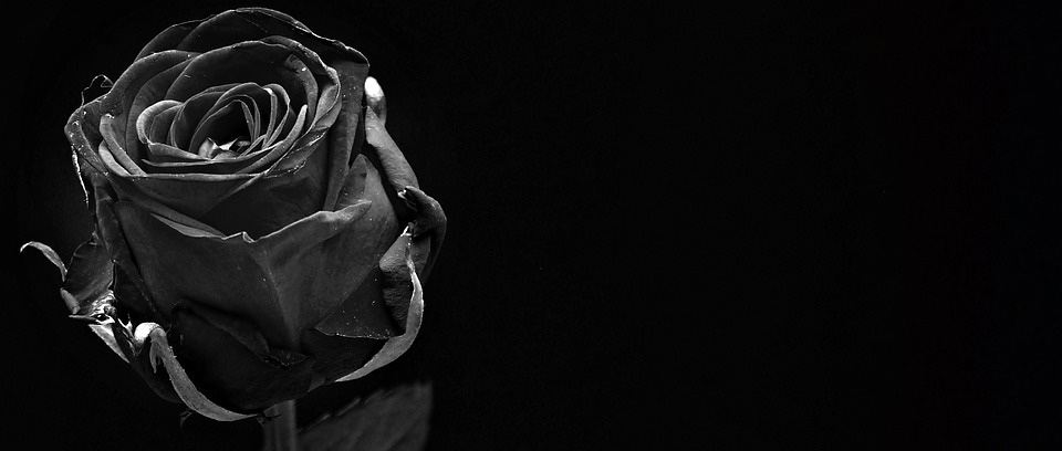 La rosa nera - toscanalibri - Il portale della cultura toscana